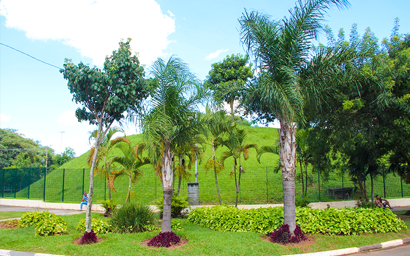 Arvores e Coqueiros do Parque Villa Lobos